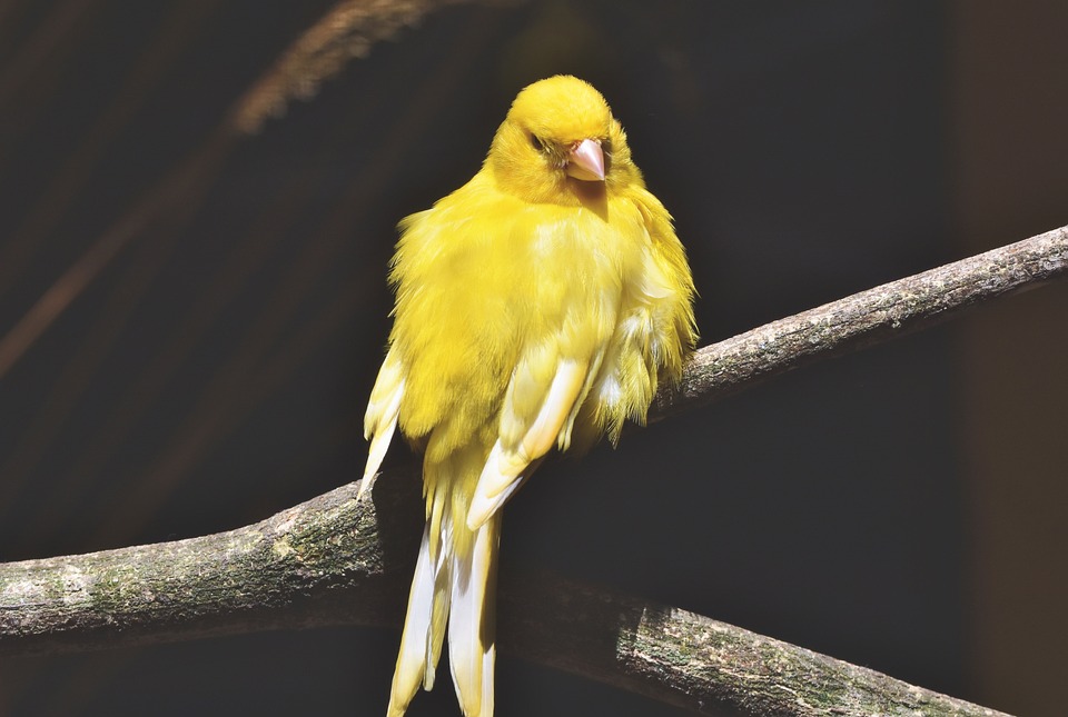 How do the Canary Islands fall in love?  A guide on breeding canaries