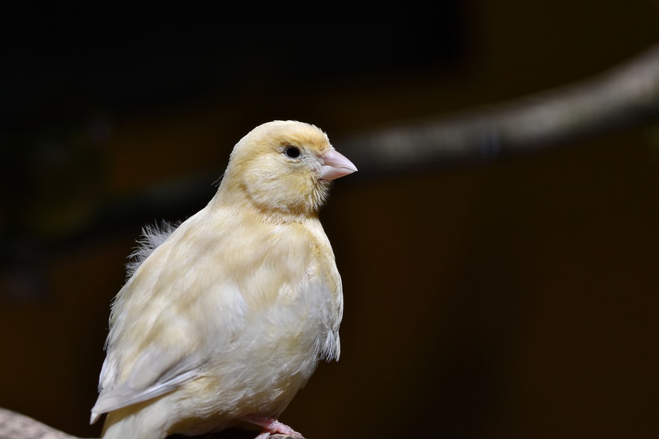 How my pet cockatiel helped my depression
