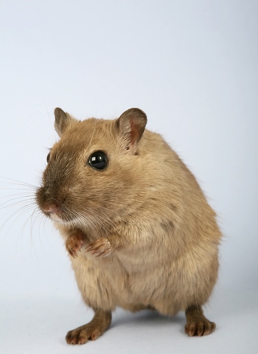 Is a Chinese dwarf hamster a good pet?