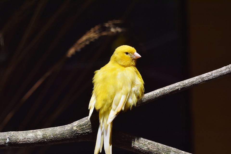 Keeping your pet canary in optimal health